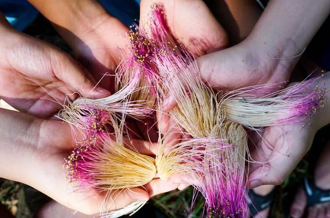 Cây bàng vuông 16 năm tuổi ở Sài Gòn vào mùa nở hoa